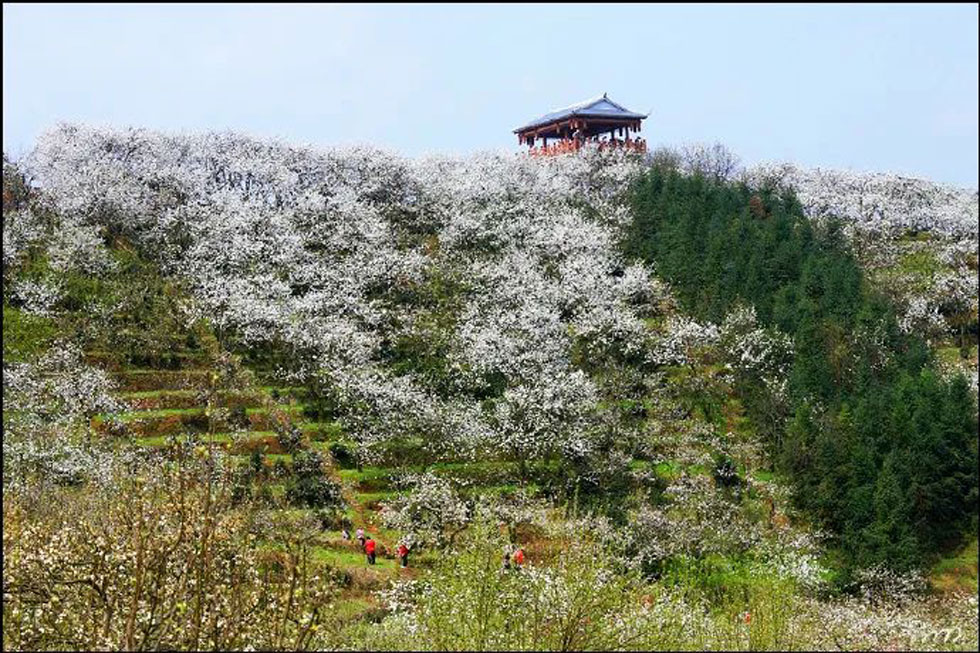 【春天，广西桂林灌阳县向您发出邀请！】我们在灌阳看梨花 - 游山玩水 - 阜新生活社区 - 阜新28生活网 fx.28life.net