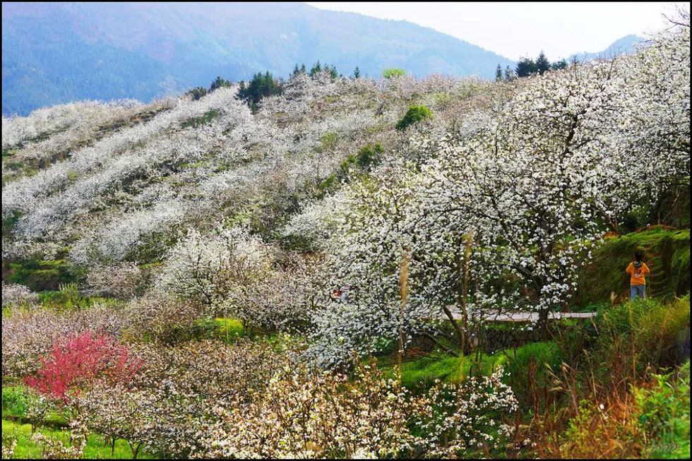 【春天，广西桂林灌阳县向您发出邀请！】我们在灌阳看梨花 - 游山玩水 - 阜新生活社区 - 阜新28生活网 fx.28life.net
