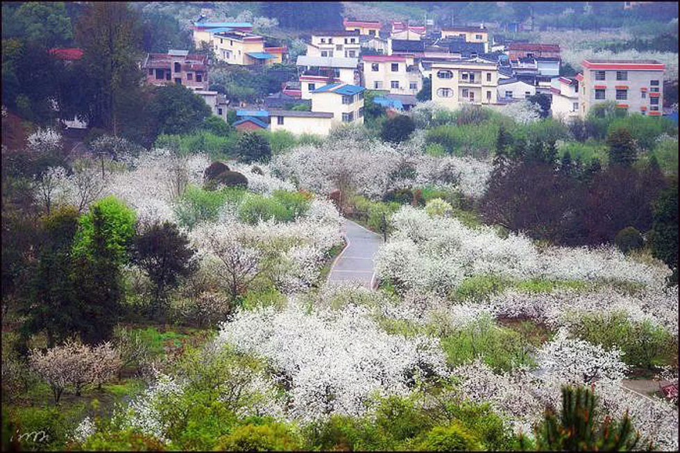 【春天，广西桂林灌阳县向您发出邀请！】我们在灌阳看梨花 - 游山玩水 - 阜新生活社区 - 阜新28生活网 fx.28life.net