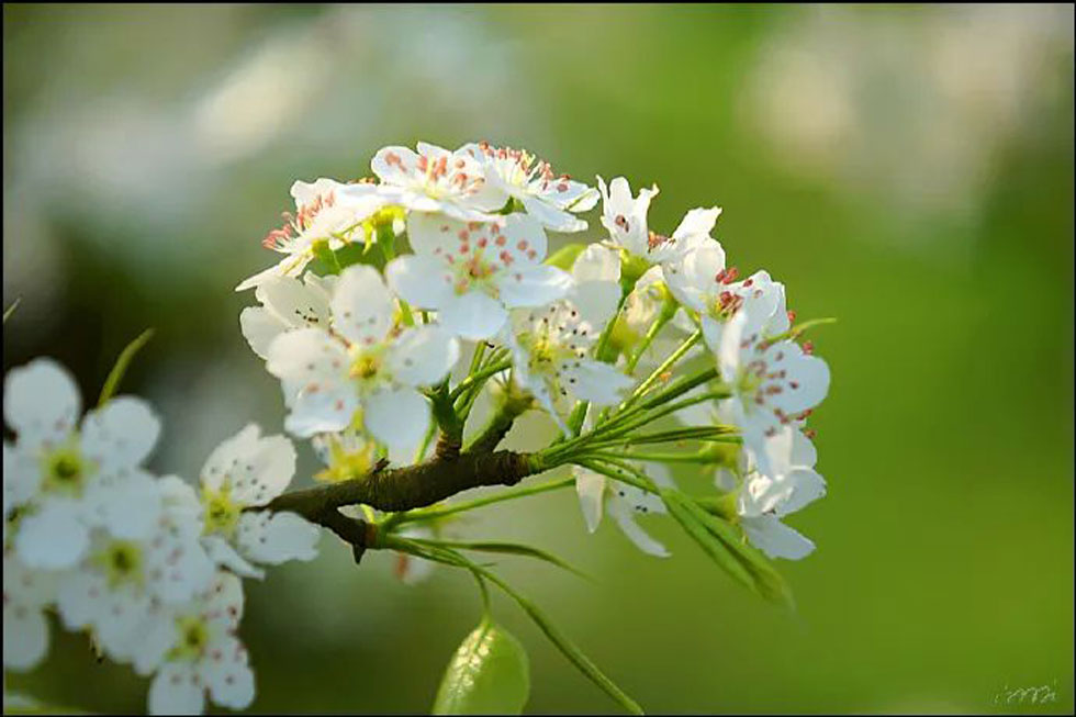 【春天，广西桂林灌阳县向您发出邀请！】我们在灌阳看梨花 - 游山玩水 - 阜新生活社区 - 阜新28生活网 fx.28life.net