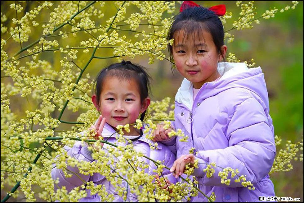 【春天，广西桂林灌阳县向您发出邀请！】米珠山前有片山苍子花在飘香 - 游山玩水 - 阜新生活社区 - 阜新28生活网 fx.28life.net
