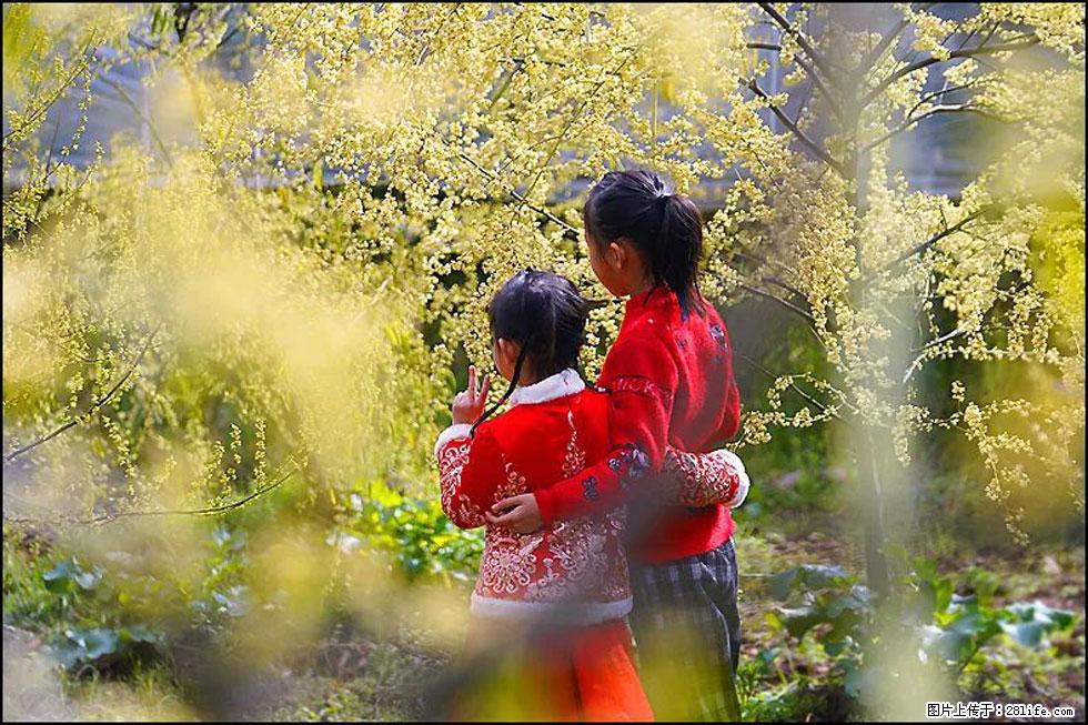 【春天，广西桂林灌阳县向您发出邀请！】米珠山前有片山苍子花在飘香 - 游山玩水 - 阜新生活社区 - 阜新28生活网 fx.28life.net