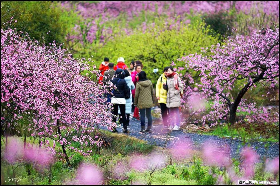 【春天，广西桂林灌阳县向您发出邀请！】官庄村有个醉美的桃花园 - 游山玩水 - 阜新生活社区 - 阜新28生活网 fx.28life.net