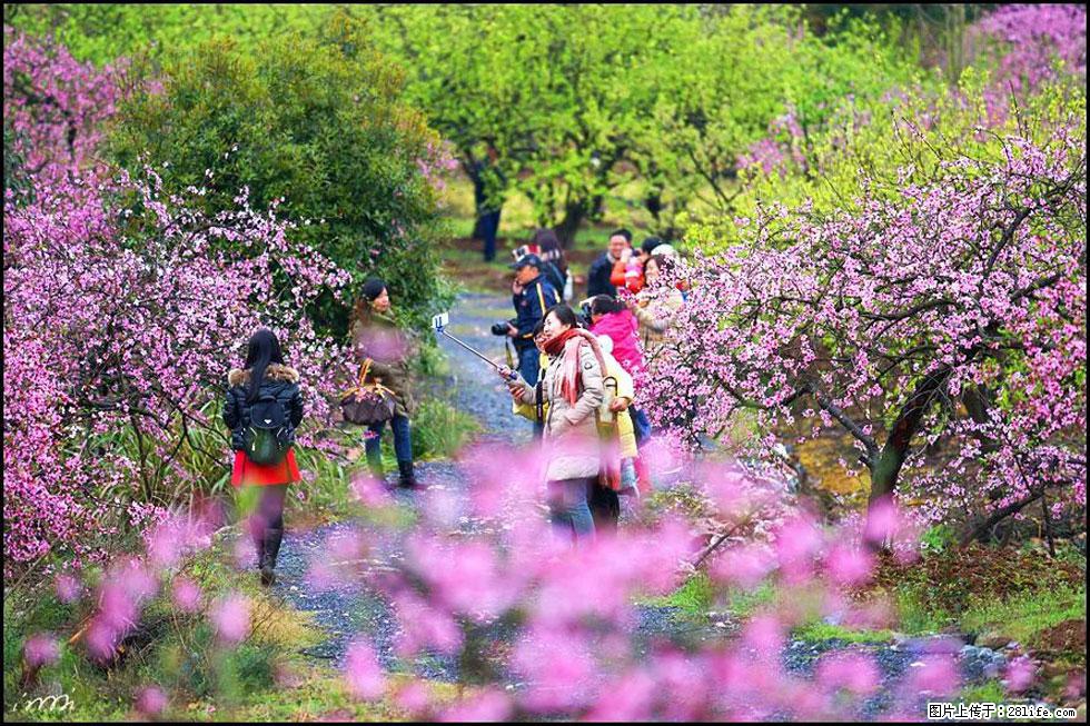 【春天，广西桂林灌阳县向您发出邀请！】官庄村有个醉美的桃花园 - 游山玩水 - 阜新生活社区 - 阜新28生活网 fx.28life.net