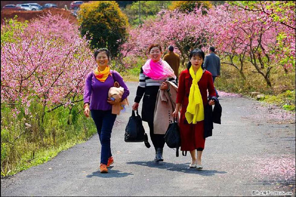 【春天，广西桂林灌阳县向您发出邀请！】官庄村有个醉美的桃花园 - 游山玩水 - 阜新生活社区 - 阜新28生活网 fx.28life.net