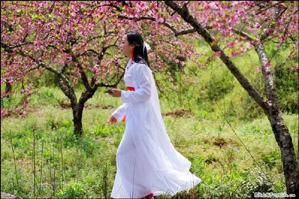 【春天，广西桂林灌阳县向您发出邀请！】官庄村有个醉美的桃花园 - 游山玩水 - 阜新生活社区 - 阜新28生活网 fx.28life.net