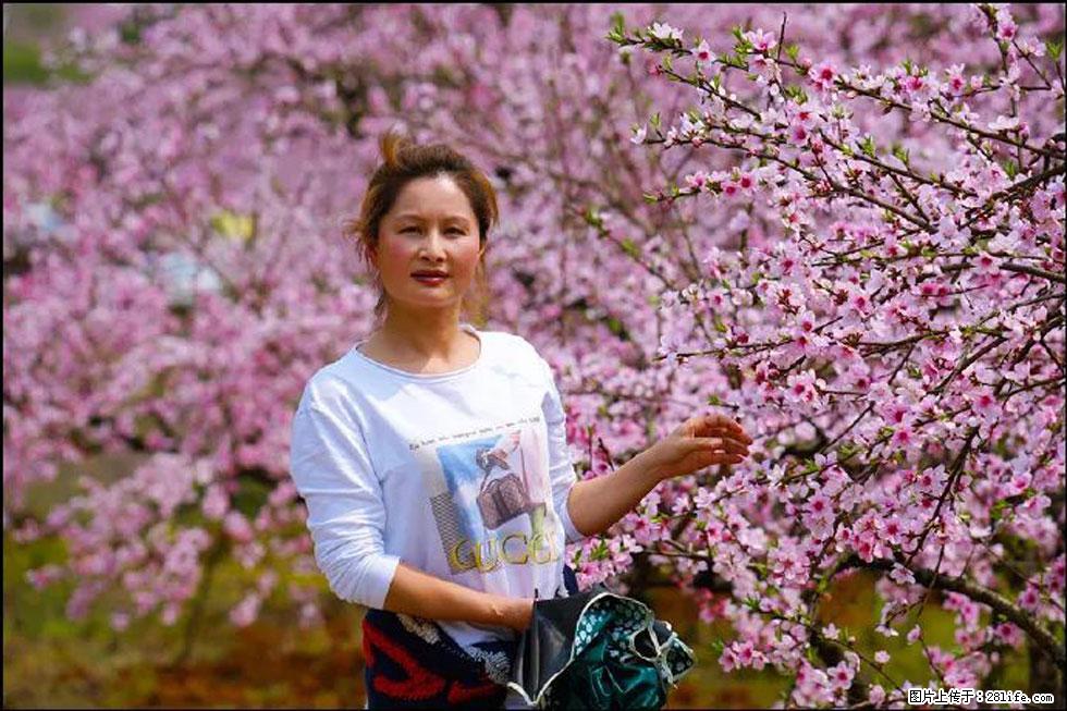 【春天，广西桂林灌阳县向您发出邀请！】官庄村有个醉美的桃花园 - 游山玩水 - 阜新生活社区 - 阜新28生活网 fx.28life.net