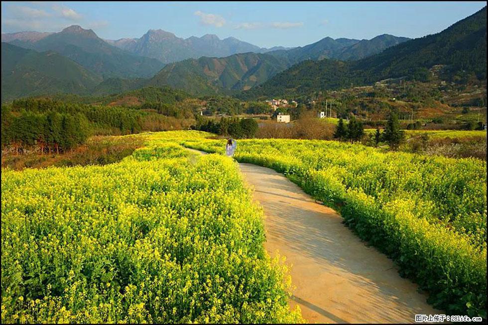 【春天，广西桂林灌阳县向您发出邀请！】长坪村油菜盛情花开 - 游山玩水 - 阜新生活社区 - 阜新28生活网 fx.28life.net