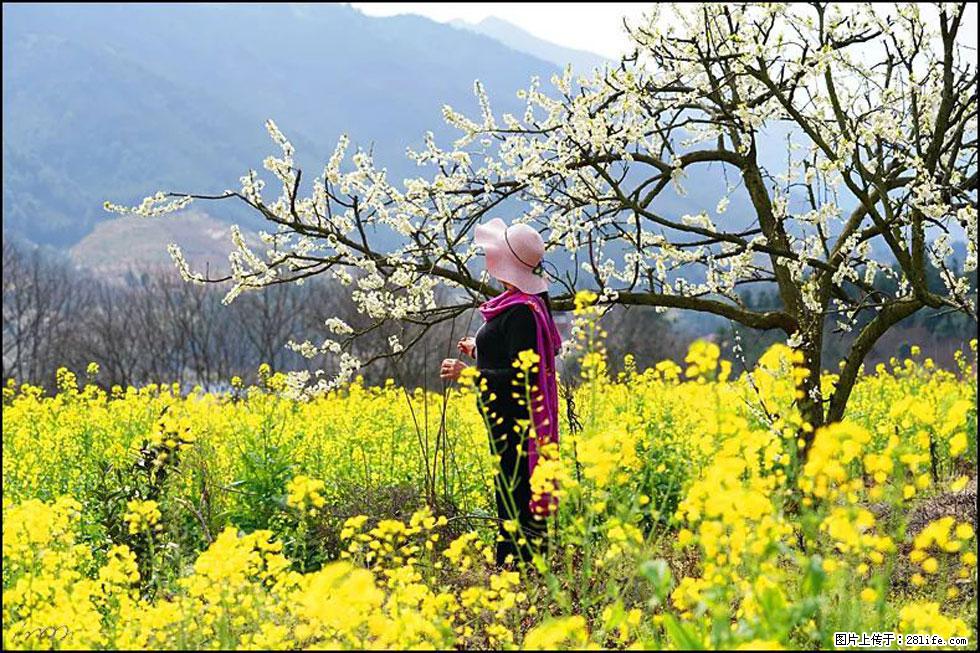 【春天，广西桂林灌阳县向您发出邀请！】长坪村油菜盛情花开 - 游山玩水 - 阜新生活社区 - 阜新28生活网 fx.28life.net