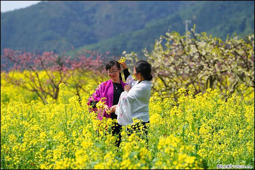 【春天，广西桂林灌阳县向您发出邀请！】长坪村油菜盛情花开 - 游山玩水 - 阜新生活社区 - 阜新28生活网 fx.28life.net