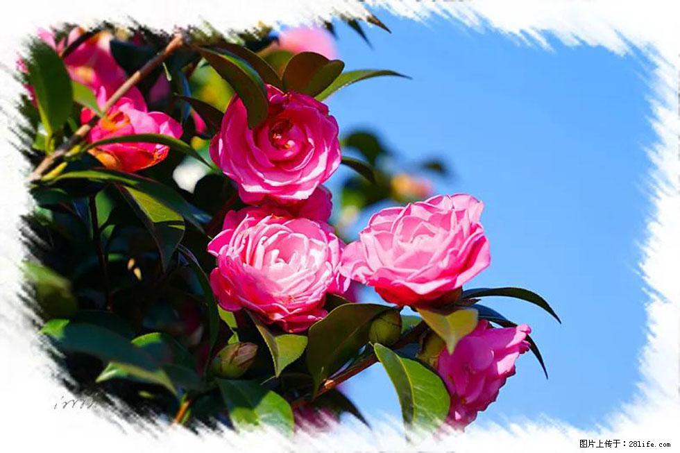 【春天，广西桂林灌阳县向您发出邀请！】杨柳井茶花惹人爱 - 游山玩水 - 阜新生活社区 - 阜新28生活网 fx.28life.net