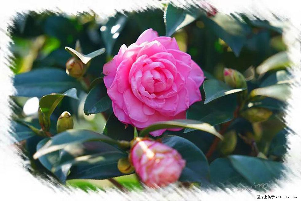 【春天，广西桂林灌阳县向您发出邀请！】杨柳井茶花惹人爱 - 游山玩水 - 阜新生活社区 - 阜新28生活网 fx.28life.net
