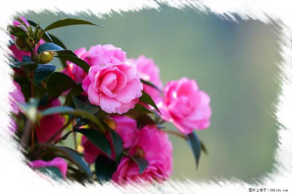 【春天，广西桂林灌阳县向您发出邀请！】杨柳井茶花惹人爱 - 游山玩水 - 阜新生活社区 - 阜新28生活网 fx.28life.net
