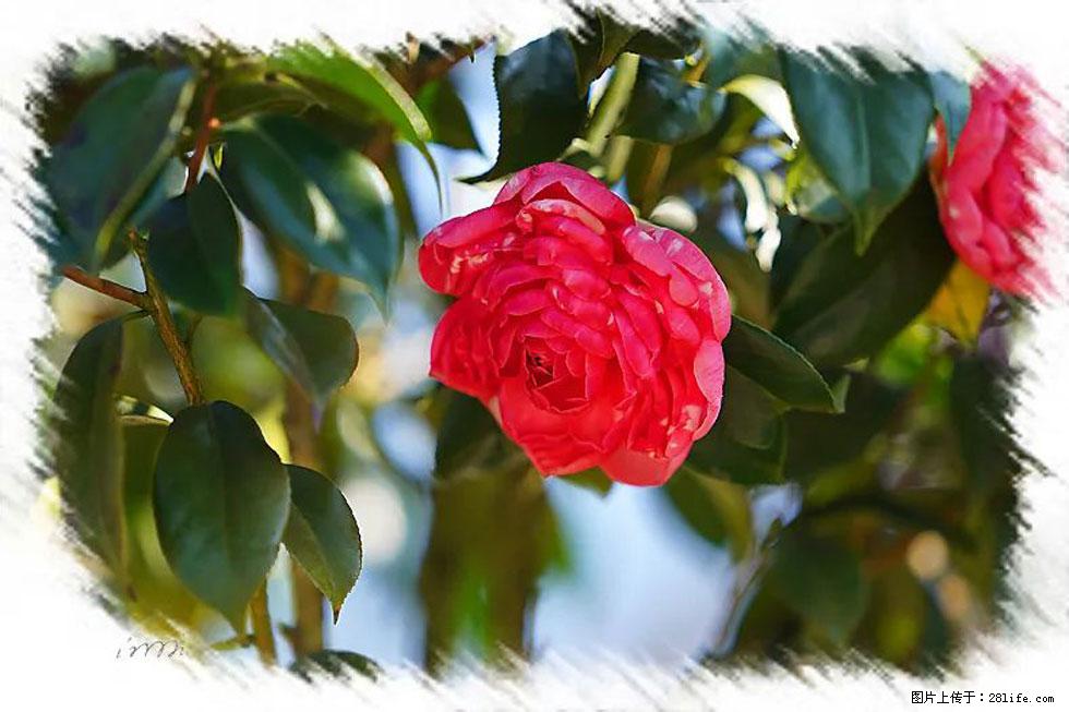 【春天，广西桂林灌阳县向您发出邀请！】杨柳井茶花惹人爱 - 游山玩水 - 阜新生活社区 - 阜新28生活网 fx.28life.net
