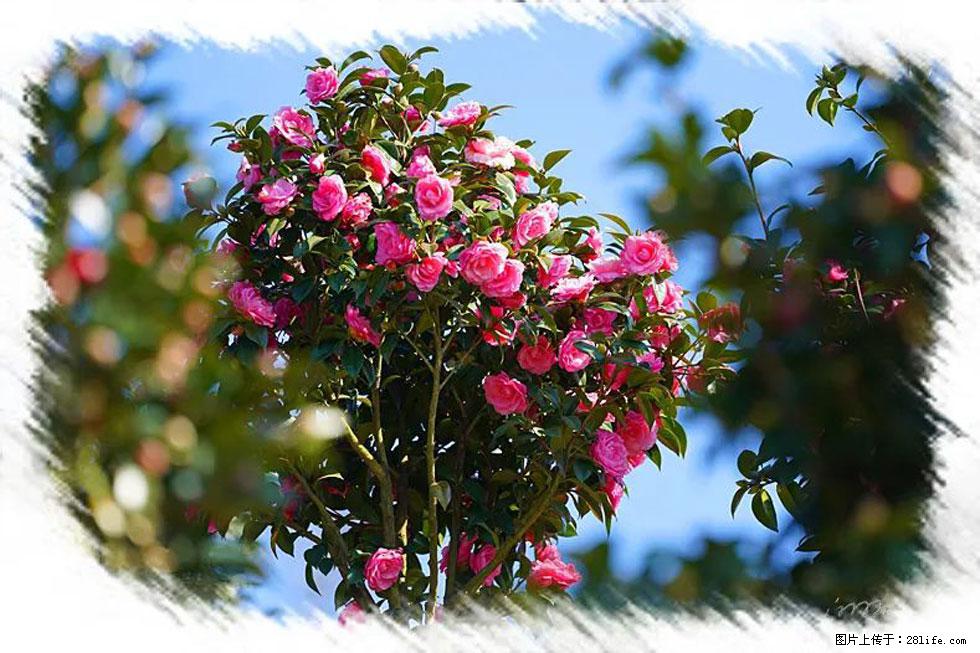 【春天，广西桂林灌阳县向您发出邀请！】杨柳井茶花惹人爱 - 游山玩水 - 阜新生活社区 - 阜新28生活网 fx.28life.net