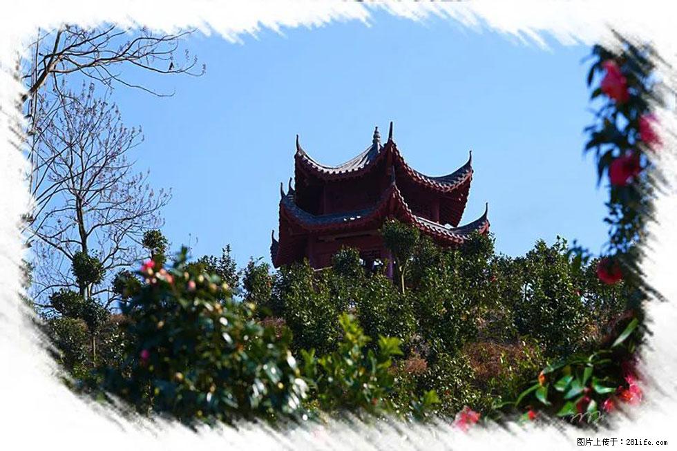 【春天，广西桂林灌阳县向您发出邀请！】杨柳井茶花惹人爱 - 游山玩水 - 阜新生活社区 - 阜新28生活网 fx.28life.net