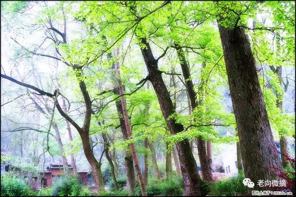 【春天，广西桂林灌阳县向您发出邀请！】在小龙村与春天约会 - 游山玩水 - 阜新生活社区 - 阜新28生活网 fx.28life.net