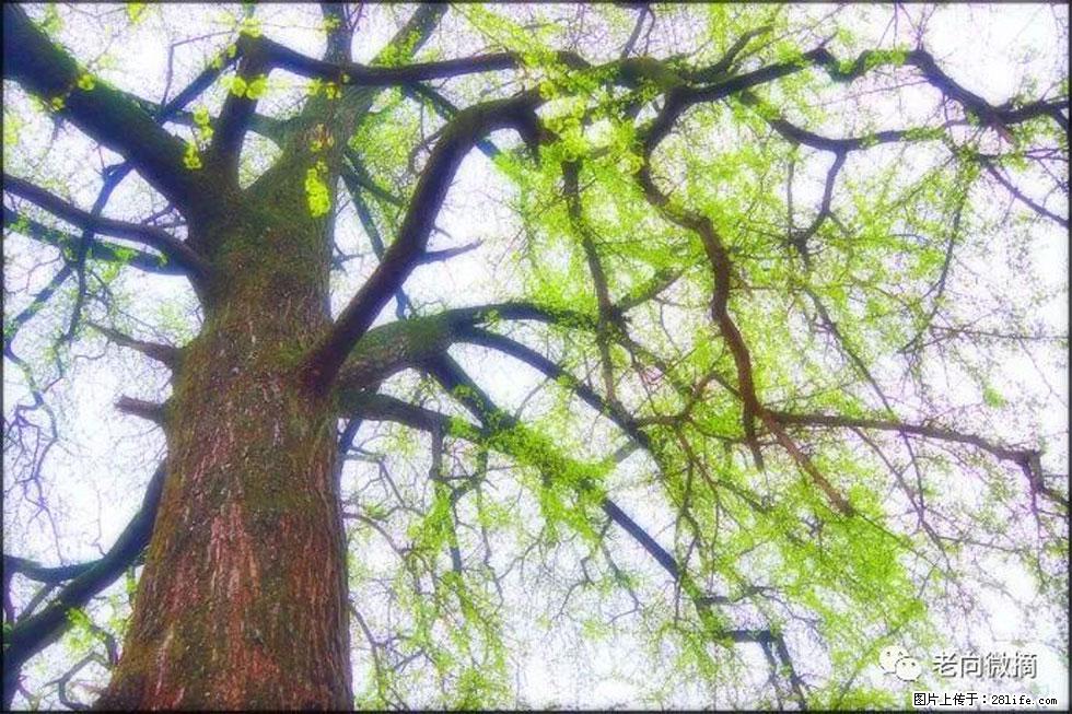【春天，广西桂林灌阳县向您发出邀请！】在小龙村与春天约会 - 游山玩水 - 阜新生活社区 - 阜新28生活网 fx.28life.net