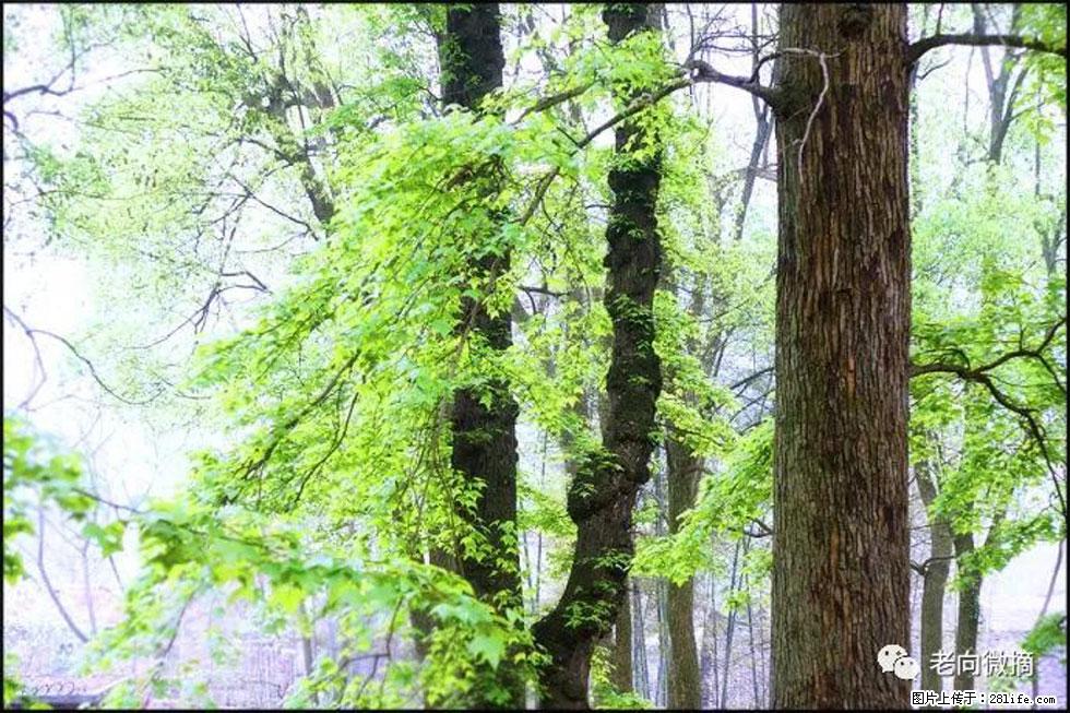 【春天，广西桂林灌阳县向您发出邀请！】在小龙村与春天约会 - 游山玩水 - 阜新生活社区 - 阜新28生活网 fx.28life.net