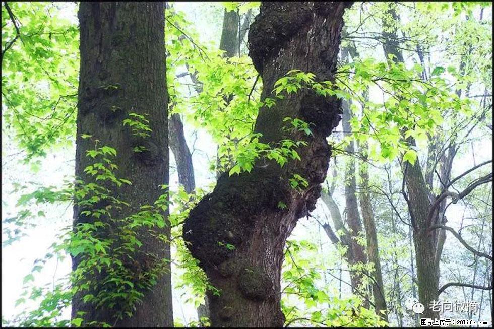 【春天，广西桂林灌阳县向您发出邀请！】在小龙村与春天约会 - 游山玩水 - 阜新生活社区 - 阜新28生活网 fx.28life.net