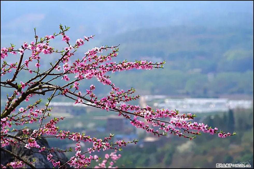 【春天，广西桂林灌阳县向您发出邀请！】望月岭上桃花开 - 游山玩水 - 阜新生活社区 - 阜新28生活网 fx.28life.net