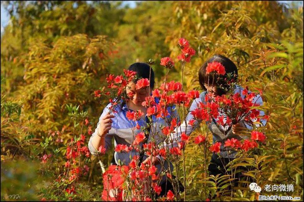 【春天,广西桂林灌阳县向您发出邀请!】登麒麟山,相约映山红 - 游山玩水 - 阜新生活社区 - 阜新28生活网 fx.28life.net