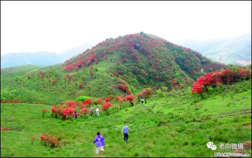 【春天，广西桂林灌阳县向您发出邀请！】宝盖山上映山红 - 游山玩水 - 阜新生活社区 - 阜新28生活网 fx.28life.net