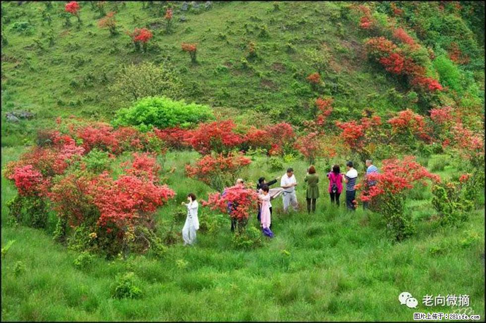 【春天，广西桂林灌阳县向您发出邀请！】宝盖山上映山红 - 游山玩水 - 阜新生活社区 - 阜新28生活网 fx.28life.net