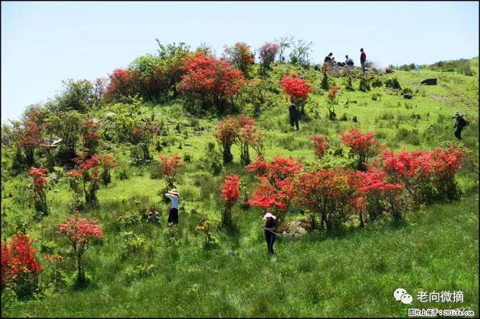 【春天，广西桂林灌阳县向您发出邀请！】宝盖山上映山红 - 游山玩水 - 阜新生活社区 - 阜新28生活网 fx.28life.net