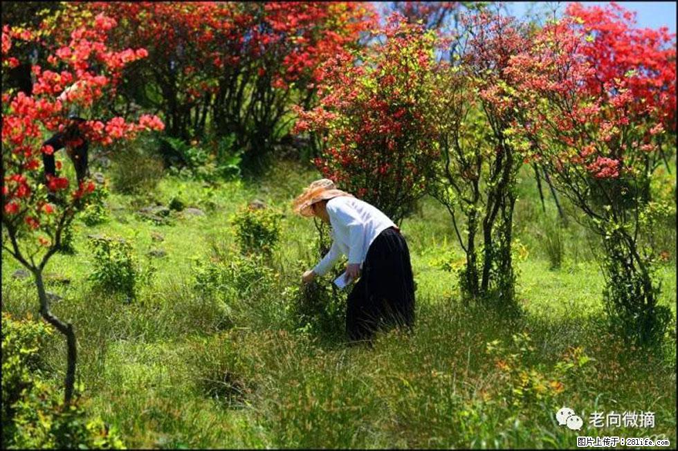 【春天，广西桂林灌阳县向您发出邀请！】宝盖山上映山红 - 游山玩水 - 阜新生活社区 - 阜新28生活网 fx.28life.net