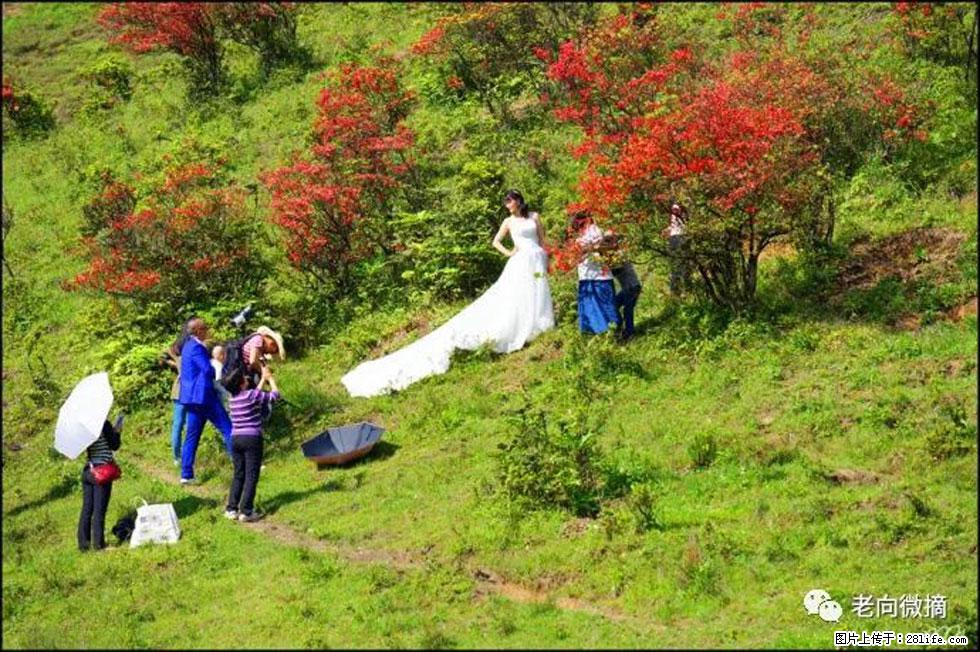 【春天，广西桂林灌阳县向您发出邀请！】宝盖山上映山红 - 游山玩水 - 阜新生活社区 - 阜新28生活网 fx.28life.net