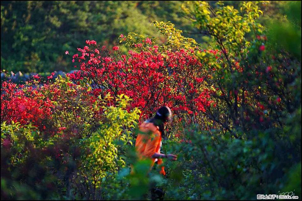 【春天，广西桂林灌阳县向您发出邀请！】春木界上映山红 - 游山玩水 - 阜新生活社区 - 阜新28生活网 fx.28life.net