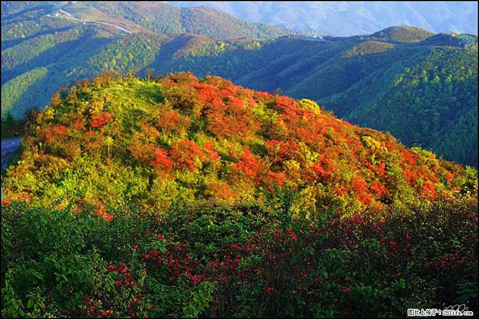 【春天，广西桂林灌阳县向您发出邀请！】春木界上映山红 - 游山玩水 - 阜新生活社区 - 阜新28生活网 fx.28life.net