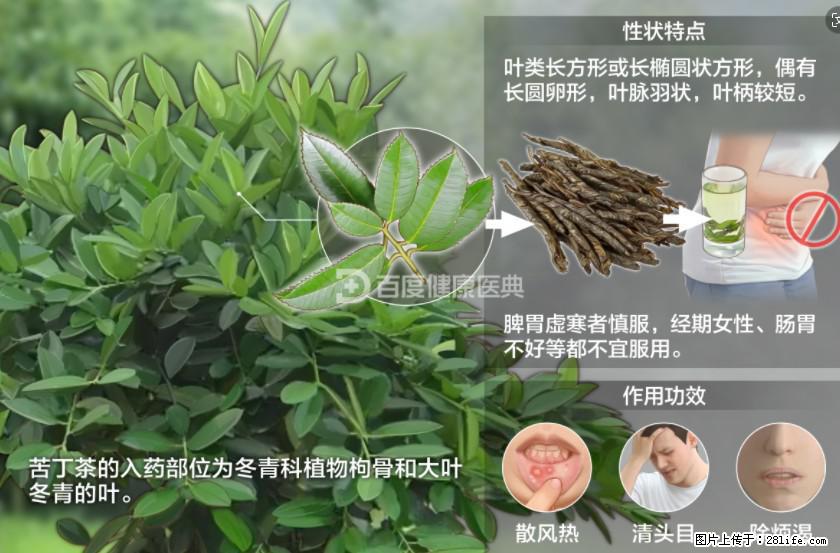 苦丁茶有哪些功效和作用 - 生活百科 - 阜新生活社区 - 阜新28生活网 fx.28life.net