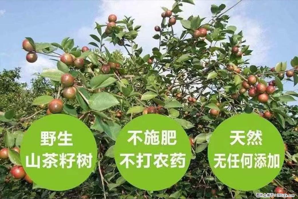 【灌阳县油茶产业示范区】一个有着充实的精神生活的人，对待身外之物自会有一种淡泊的态度 - 美食天地 - 阜新生活社区 - 阜新28生活网 fx.28life.net