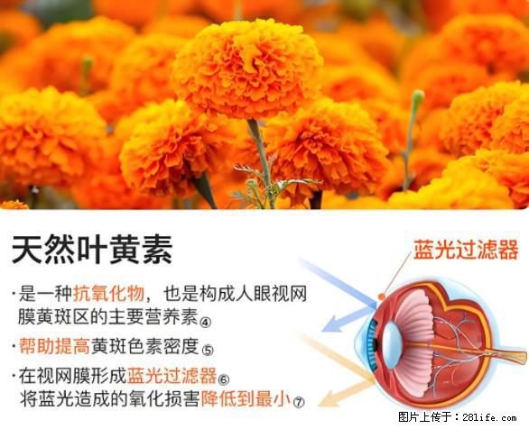 叶黄素有什么功效和作用 - 生活百科 - 阜新生活社区 - 阜新28生活网 fx.28life.net