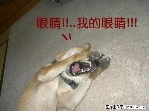 笑癫了！一女的怀孕三年未生，他终于忍不住了... - 娱乐八卦 - 阜新生活社区 - 阜新28生活网 fx.28life.net
