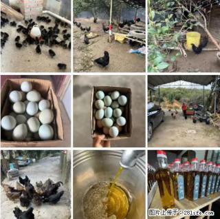 油茶园从小鸡仔开始养起的纯土鸡、土鸡蛋可以预定啦！还有前几天刚榨的纯山茶油哦 - 阜新28生活网 fx.28life.net