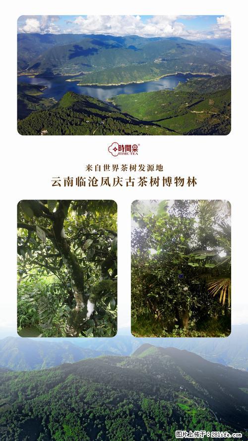 时间果百年古树2025年春红茶 - 购物交流 - 阜新生活社区 - 阜新28生活网 fx.28life.net