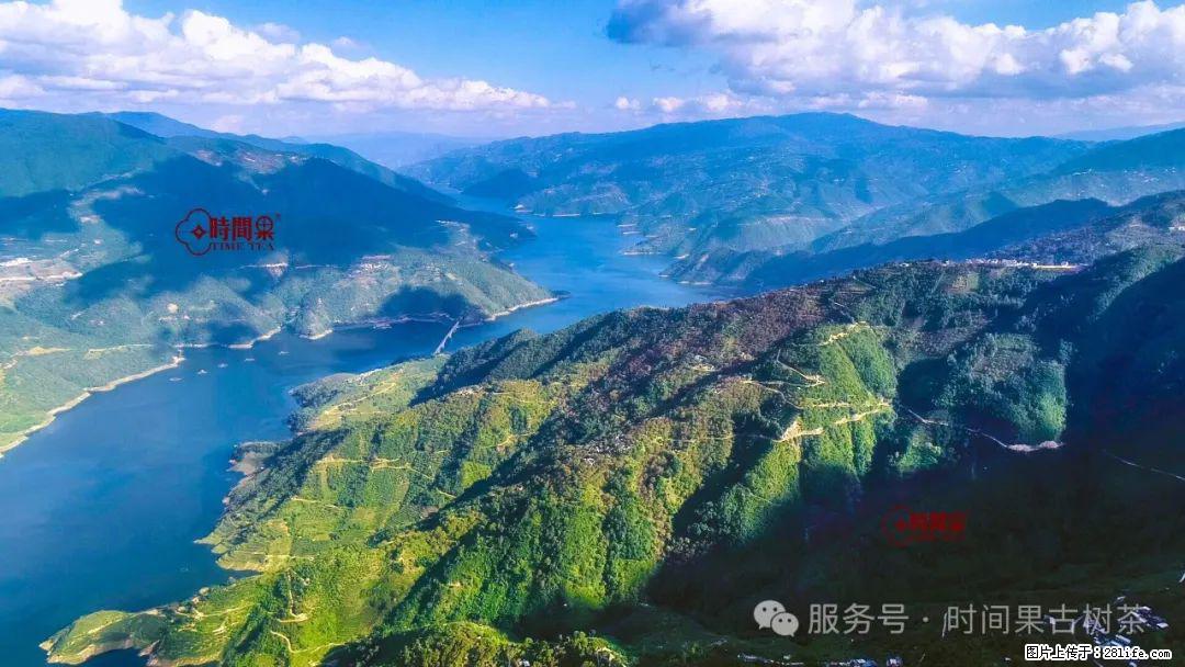 时间果百年古树龙珠普洱生茶 - 购物交流 - 阜新生活社区 - 阜新28生活网 fx.28life.net