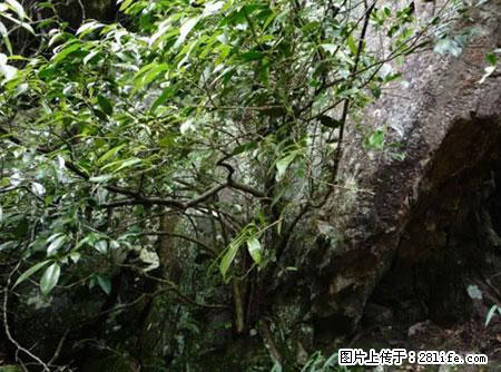 平乐石崖茶，珍贵仅次于金花茶 - 阜新生活资讯 - 阜新28生活网 fx.28life.net