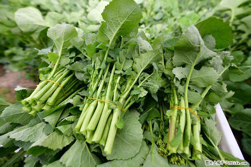 这些蔬菜是“天然钙片”，这6种被医生重点推荐 - 阜新生活资讯 - 阜新28生活网 fx.28life.net